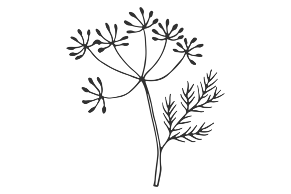 Download Dill Sketch. Food Cooking Ingredient. He - Ingredient Collection